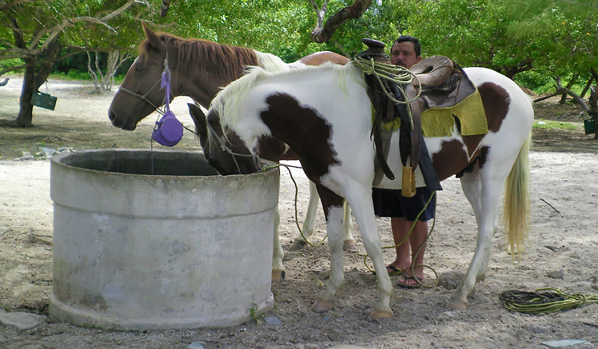 Horseback Riding Tour in Holbox