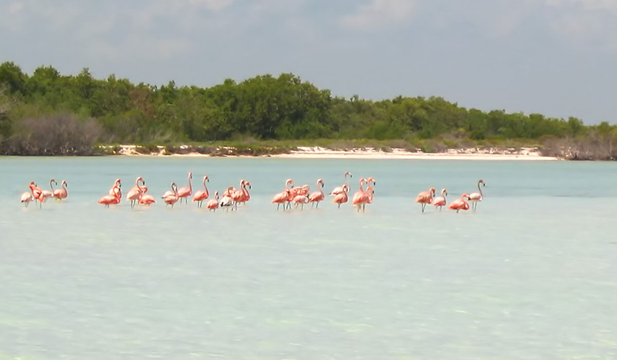 Around Holbox - Hotel La Palapa