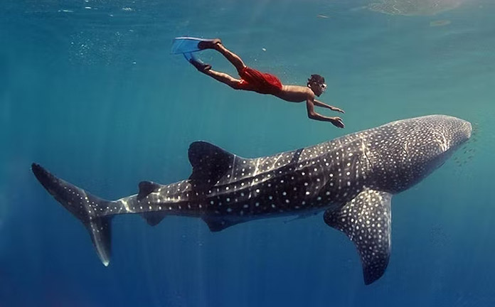 Snorkeling with Whale Sharks - Hotel La Palapa