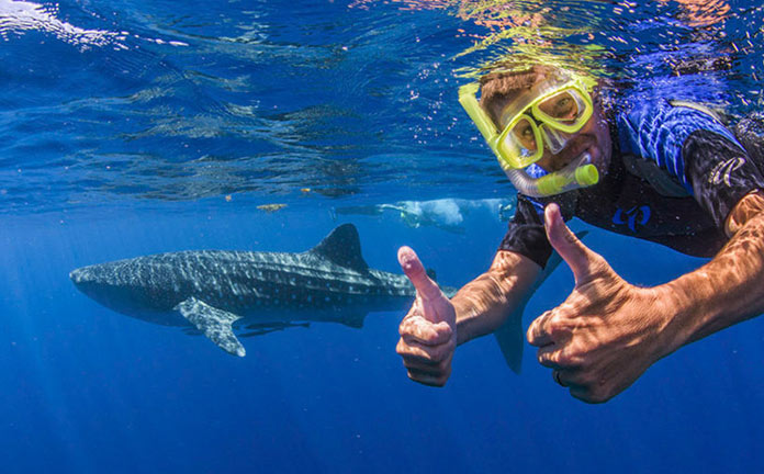 Snorkeling with Whale Sharks - Hotel La Palapa