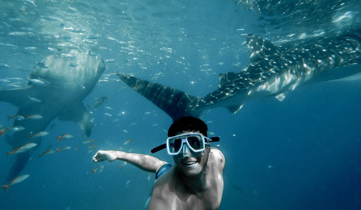 Snorkeling with Whale Sharks - Hotel La Palapa