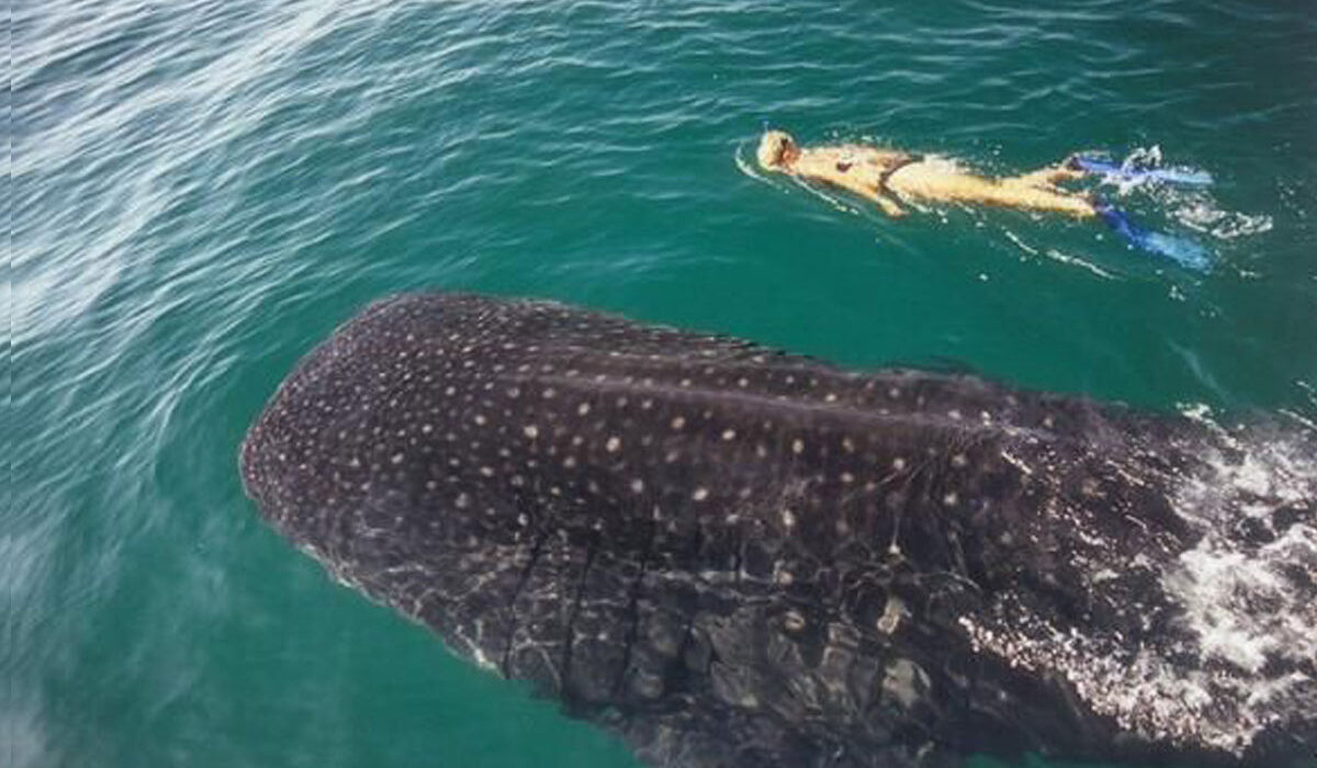 Snorkeling with Whale Sharks - Hotel La Palapa